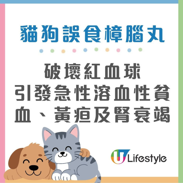 潮湿虫︱屋外观现大量“甲壳肥虫”狂蠕动！猫奴吓惊急发帖求救 网友急制止：是神级益虫