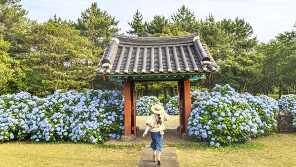 濟州島好去處｜初夏限定夢幻繡球花海！精選7大賞花秘境必到藍色花海隧道、法式咖啡廳 
