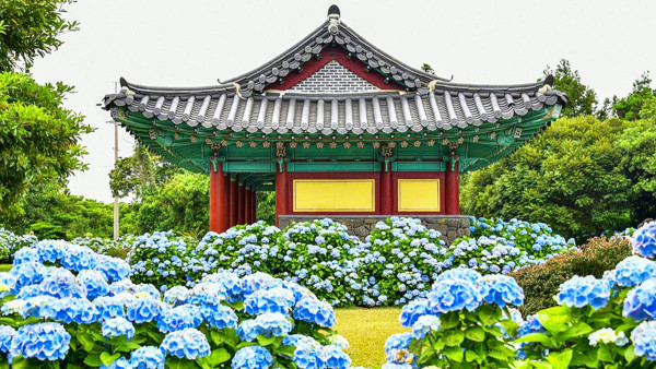 濟州島好去處｜初夏限定夢幻繡球花海！精選7大賞花秘境必到藍色花海隧道、法式咖啡廳 