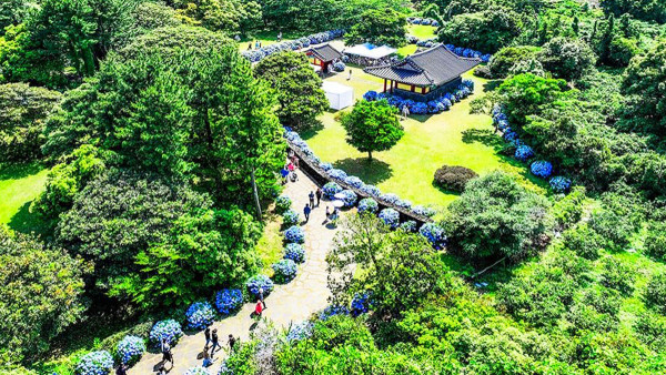 濟州島好去處｜初夏限定夢幻繡球花海！精選7大賞花秘境必到藍色花海隧道、法式咖啡廳 