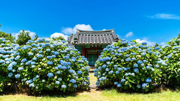 濟州島好去處｜初夏限定夢幻繡球花海！精選7大賞花秘境必到藍色花海隧道、法式咖啡廳 