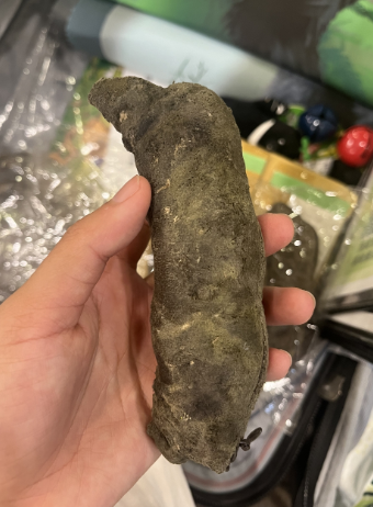 照片來源：台灣黑熊保育協會