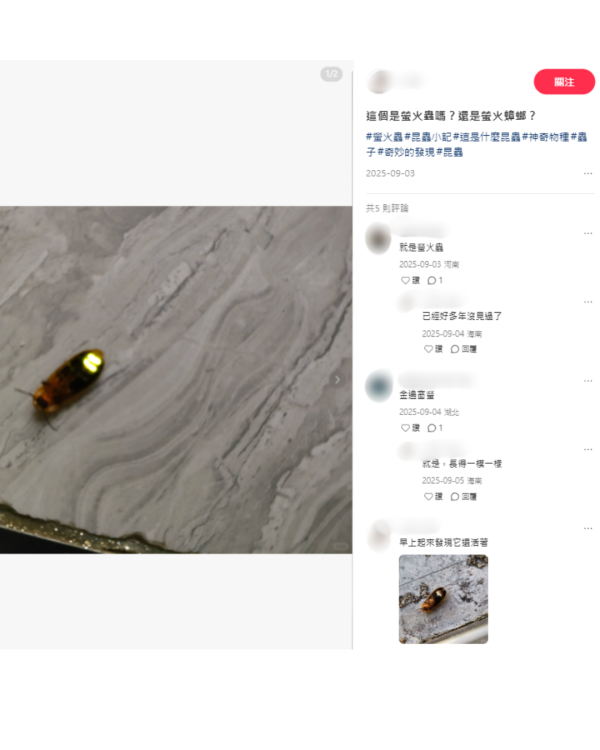 打死蟑螂惊觉发光！叹萤火虫真身似小强童话幻灭 幼虫食肉更恐怖？