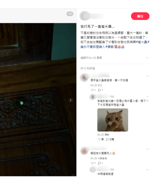 打死蟑螂惊觉发光！叹萤火虫真身似小强童话幻灭 幼虫食肉更恐怖？