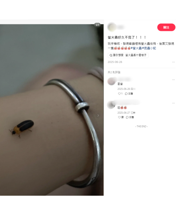 打死蟑螂惊觉发光！叹萤火虫真身似小强童话幻灭 幼虫食肉更恐怖？
