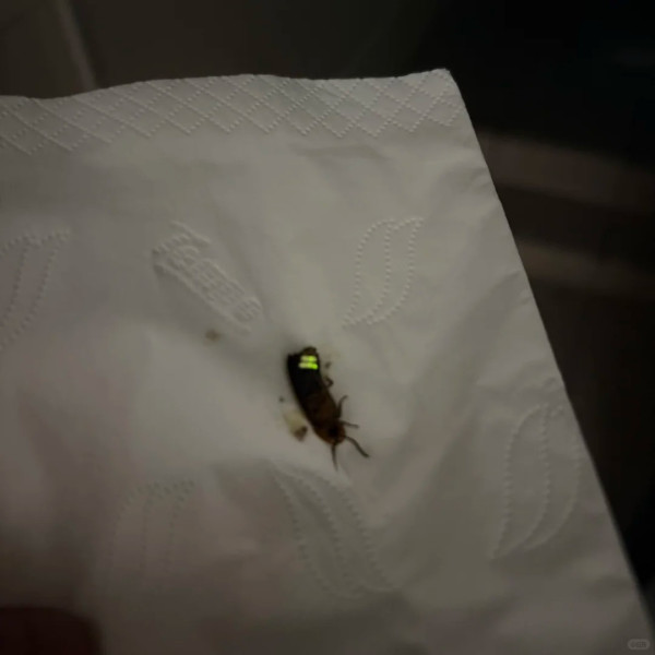打死蟑螂惊觉发光！叹萤火虫真身似小强童话幻灭 幼虫食肉更恐怖？
