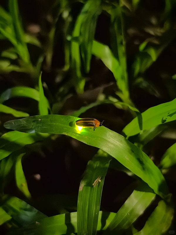 打死蟑螂惊觉发光！叹萤火虫真身似小强童话幻灭 幼虫食肉更恐怖？