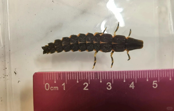 打死蟑螂惊觉发光！叹萤火虫真身似小强童话幻灭 幼虫食肉更恐怖？