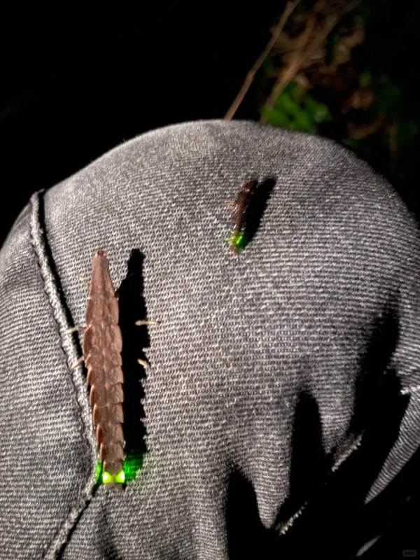 打死蟑螂惊觉发光！叹萤火虫真身似小强童话幻灭 幼虫食肉更恐怖？