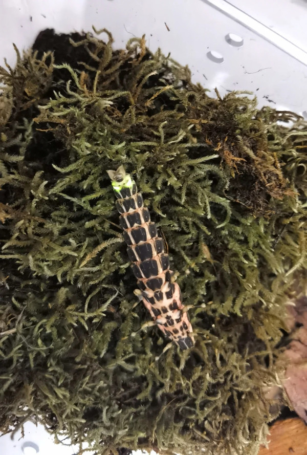 打死蟑螂惊觉发光！叹萤火虫真身似小强童话幻灭 幼虫食肉更恐怖？
