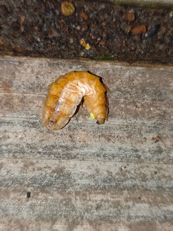 打死蟑螂惊觉发光！叹萤火虫真身似小强童话幻灭 幼虫食肉更恐怖？