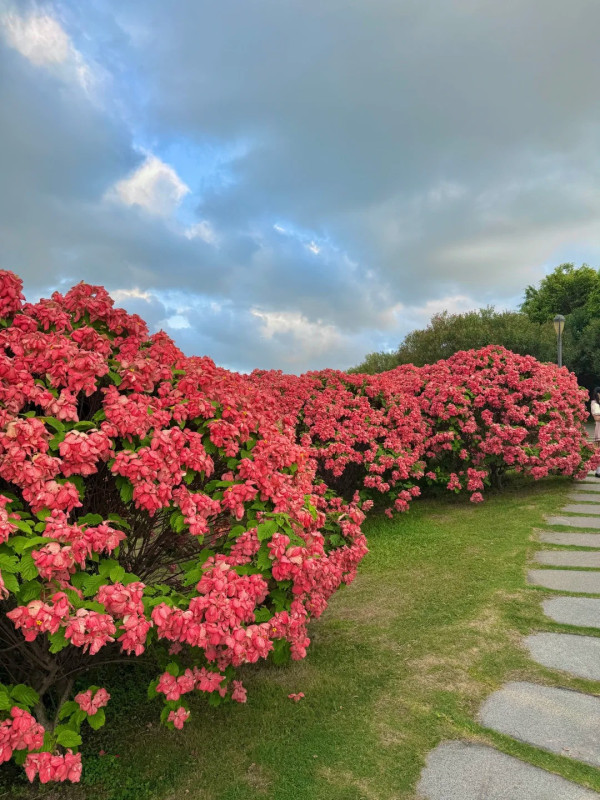 圖為5月26日拍攝,圖片來源:小紅書@脆皮lulu 深圳南山區追風滑輪公園粉紙扇花海盛開!免門票隱藏版秘境 附賞花打卡攻略、地鐵交通