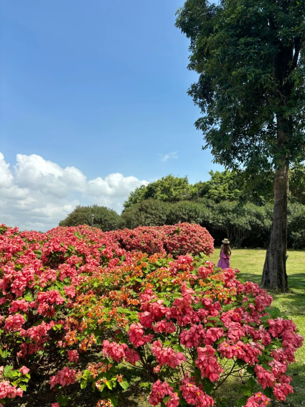 圖為5月26日拍攝,圖片來源:小紅書@🐻嘉嘉 深圳南山區追風滑輪公園粉紙扇花海盛開!免門票隱藏版秘境 附賞花打卡攻略、地鐵交通