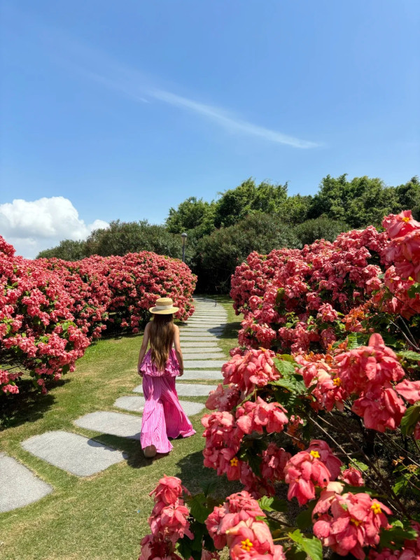 圖為5月26日拍攝,圖片來源:小紅書@🐻嘉嘉 深圳南山區追風滑輪公園粉紙扇花海盛開!免門票隱藏版秘境 附賞花打卡攻略、地鐵交通