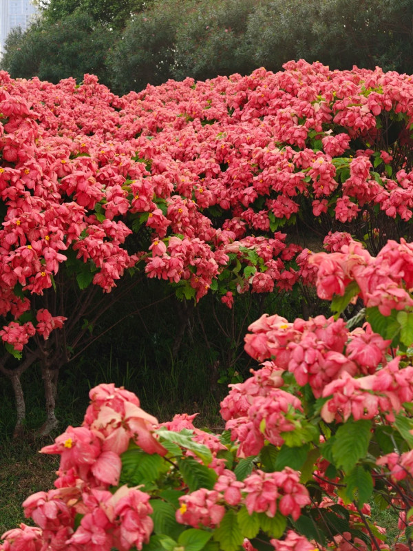 圖為5月26日拍攝,圖片來源:小紅書@夏小洛飛 深圳南山區追風滑輪公園粉紙扇花海盛開!免門票隱藏版秘境 附賞花打卡攻略、地鐵交通