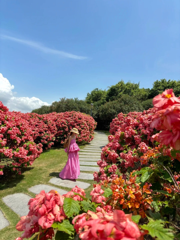 圖為5月26日拍攝,圖片來源:小紅書@🐻嘉嘉 深圳南山區追風滑輪公園粉紙扇花海盛開!免門票隱藏版秘境 附賞花打卡攻略、地鐵交通