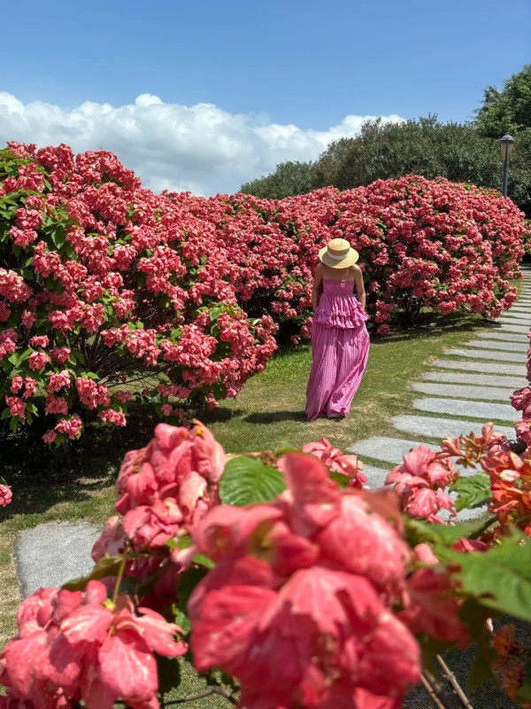 圖為5月26日拍攝,圖片來源:小紅書@🐻嘉嘉 深圳南山區追風滑輪公園粉紙扇花海盛開!免門票隱藏版秘境 附賞花打卡攻略、地鐵交通