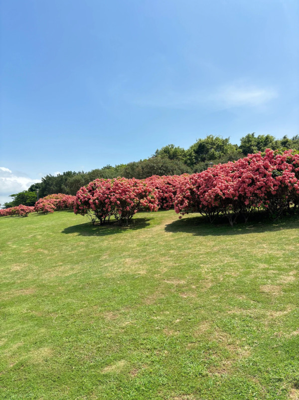 圖為5月26日拍攝,圖片來源:小紅書@🐻嘉嘉 深圳南山區追風滑輪公園粉紙扇花海盛開!免門票隱藏版秘境 附賞花打卡攻略、地鐵交通