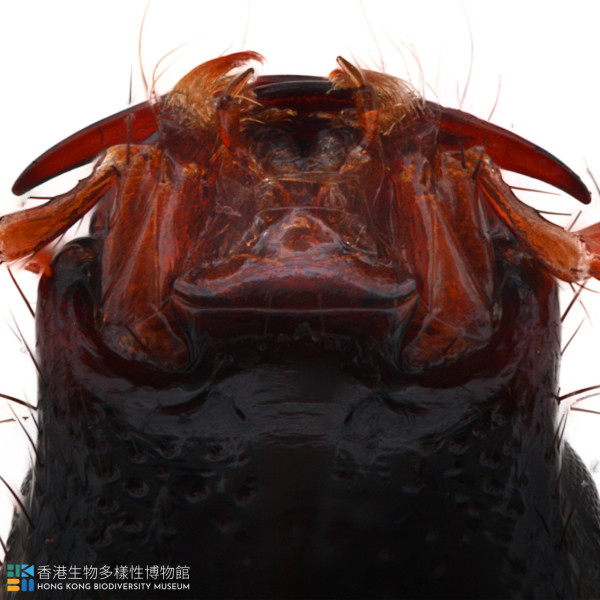 隐翅虫外型（来源：香港生物多样性博物馆）