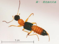 隐翅虫外型（来源：食环署防治虫鼠简讯） 