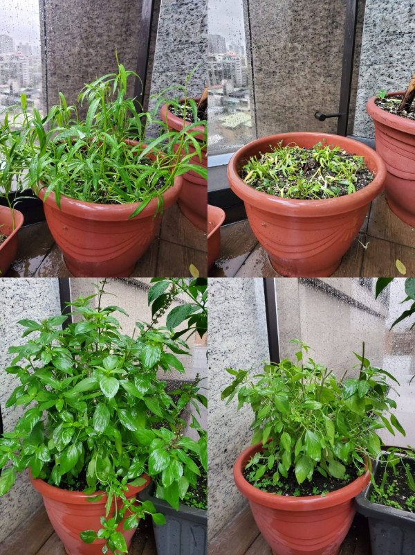 失眠救星︱不靠安眠药！台湾女星私藏“平民助眠神器”大公开！床头放一种常见香料秒速入睡！实测：抗焦虑+天然镇痛
