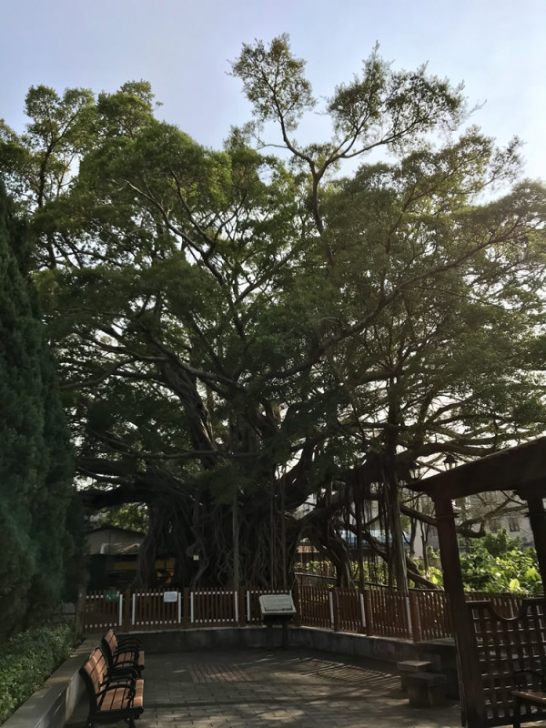 錦田樹屋（來源：香港自遊樂在十八區 ）