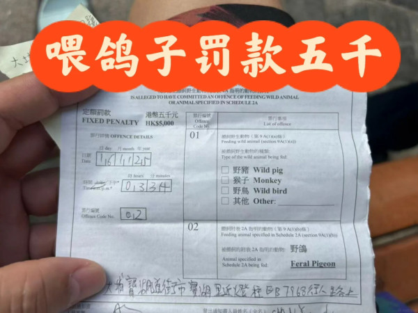 喂野鸽被罚$5000！内地女游港踩雷崩溃控诉！网友掀中港文化差异论战：顺手喂一下很正常