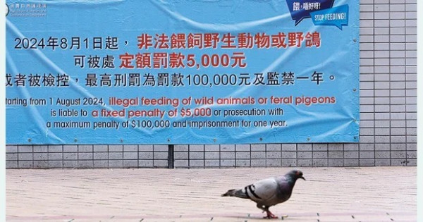 喂野鸽被罚$5000！内地女游港踩雷崩溃控诉！网友掀中港文化差异论战：顺手喂一下很正常