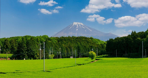 富士山下茶園絕景變調！大淵笹場現「無斷無人機」與惡意塗鴉 擬收「百円協力金」抗觀光公害 