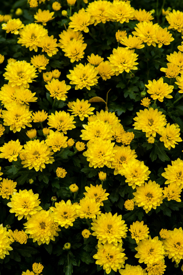 重陽節（來源：Unsplash）