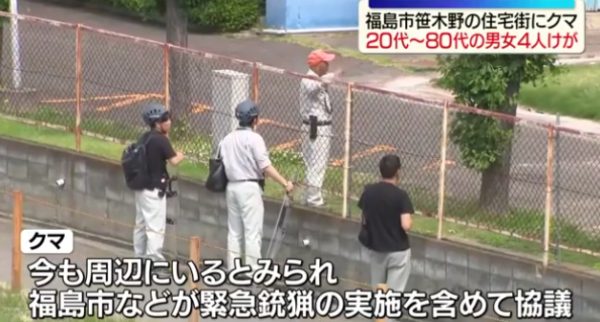 日本熊害｜福島市區逾1.2米巨熊連環狂襲4人！中麻醉槍竟「無睡意」發狂爆走仍在逃 
