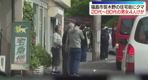 日本熊害｜福島市區逾1.2米巨熊連環狂襲4人！中麻醉槍竟「無睡意」發狂爆走仍在逃 