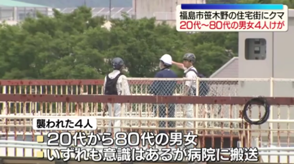 日本熊害｜福島市區逾1.2米巨熊連環狂襲4人！中麻醉槍竟「無睡意」發狂爆走仍在逃 
