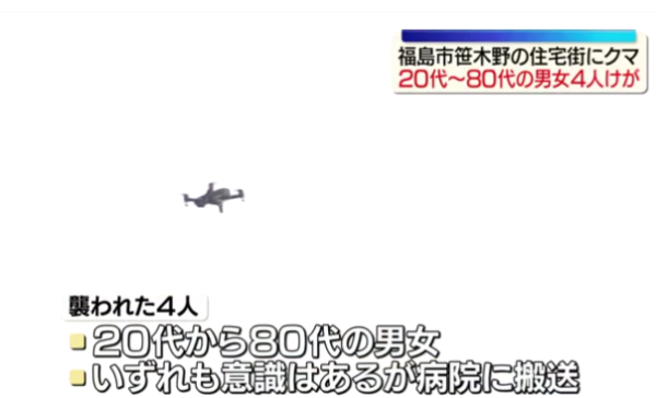 日本熊害｜福島市區逾1.2米巨熊連環狂襲4人！中麻醉槍竟「無睡意」發狂爆走仍在逃 