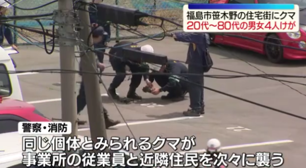 日本熊害｜福島市區逾1.2米巨熊連環狂襲4人！中麻醉槍竟「無睡意」發狂爆走仍在逃 