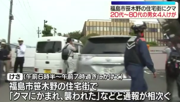 日本熊害｜福島市區逾1.2米巨熊連環狂襲4人！中麻醉槍竟「無睡意」發狂爆走仍在逃 
