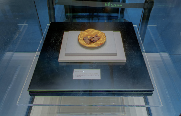 廣州好去處｜廣東中醫藥博物館免費入場！600+中草藥標本超震撼＋五層展館慢遊指南 