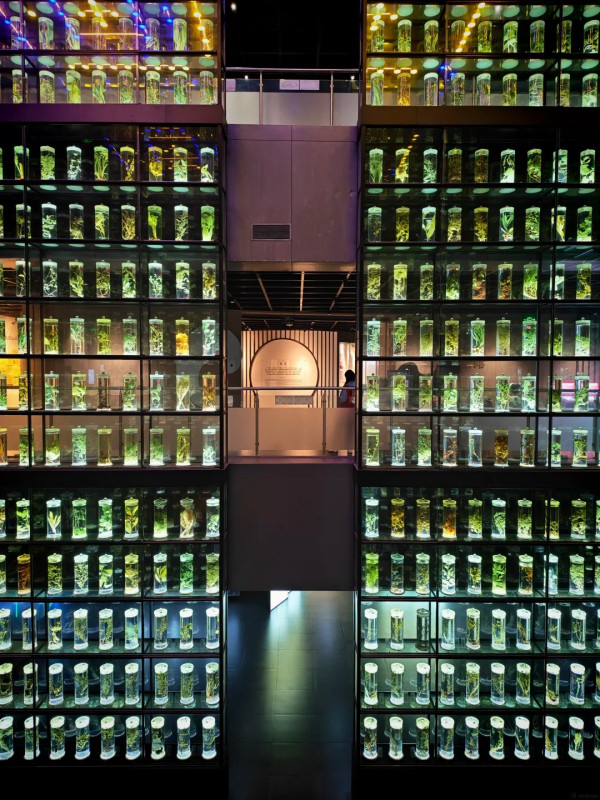 廣州好去處｜廣東中醫藥博物館免費入場！600+中草藥標本超震撼＋五層展館慢遊指南 