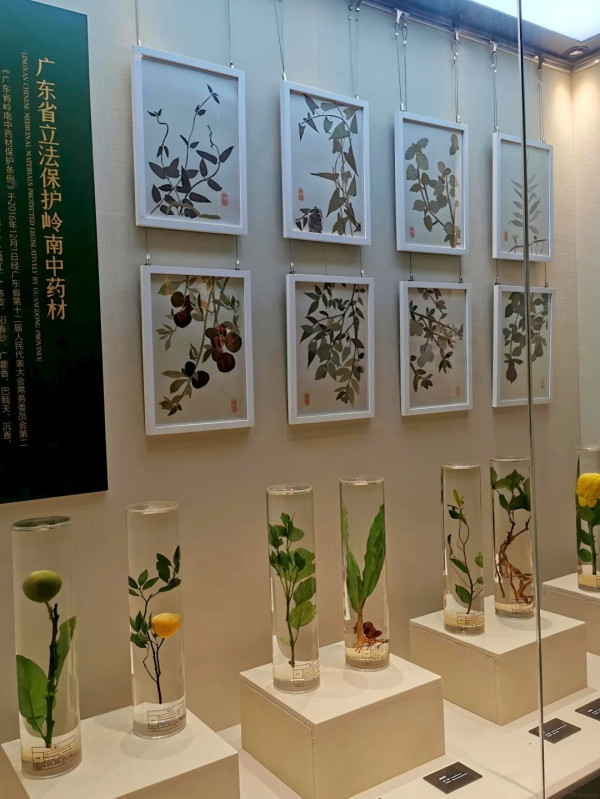 廣州好去處｜廣東中醫藥博物館免費入場！600+中草藥標本超震撼＋五層展館慢遊指南 