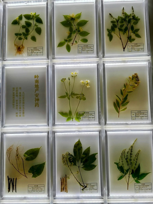 廣州好去處｜廣東中醫藥博物館免費入場！600+中草藥標本超震撼＋五層展館慢遊指南 