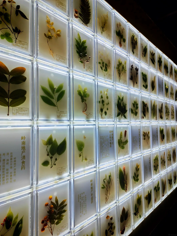 廣州好去處｜廣東中醫藥博物館免費入場！600+中草藥標本超震撼＋五層展館慢遊指南 