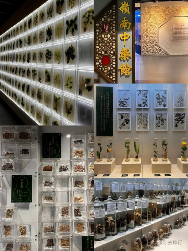廣州好去處｜廣東中醫藥博物館免費入場！600+中草藥標本超震撼＋五層展館慢遊指南 