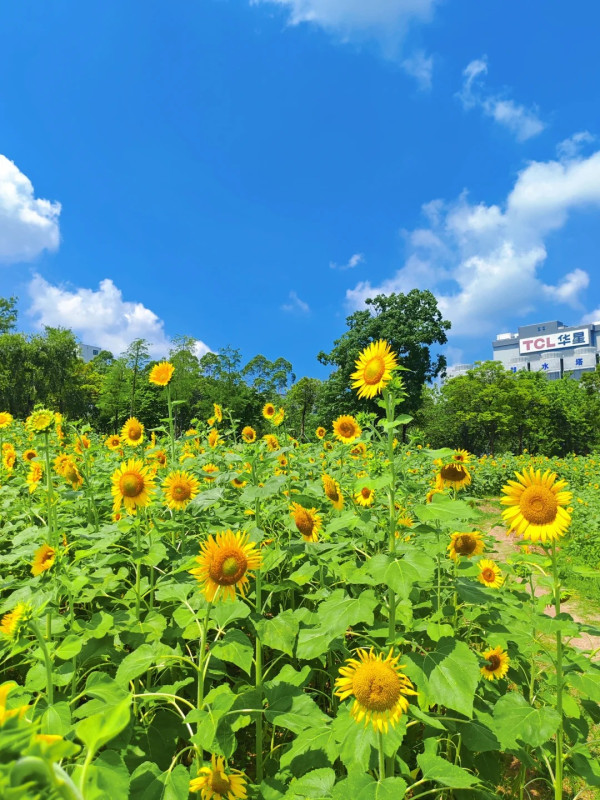 攝於6月3日上午(圖片來源:小紅書@小青深圳遛娃記) 深圳光明百草園向日葵花海盛開!超大型花田「包場式」打卡 附地址交通
