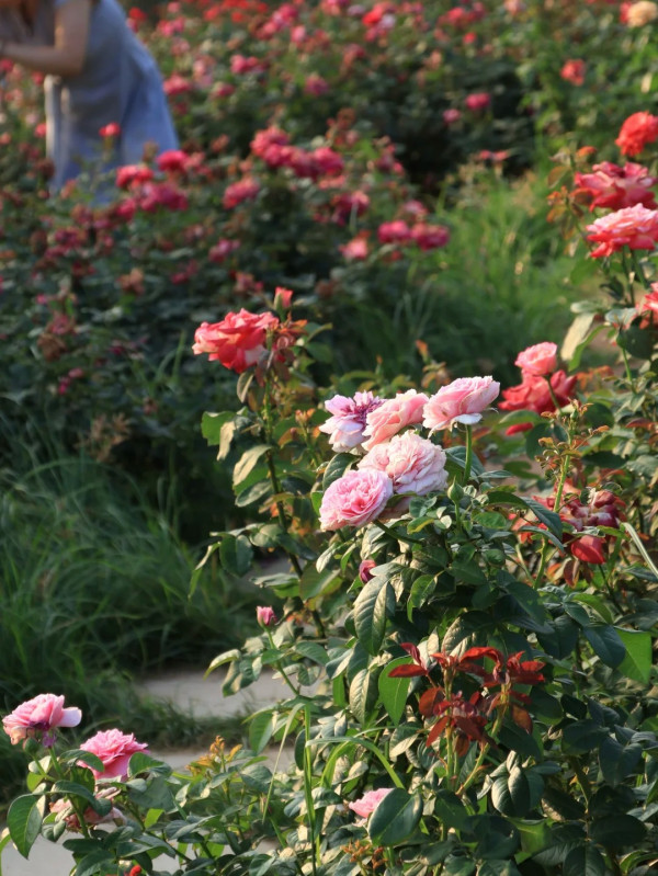 深圳寶安區立新湖公園月季花海盛開！紅黃粉交織童話秘境免費入場 附地址交通 