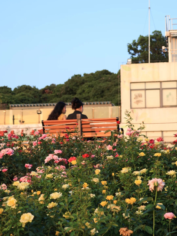 深圳寶安區立新湖公園月季花海盛開！紅黃粉交織童話秘境免費入場 附地址交通 