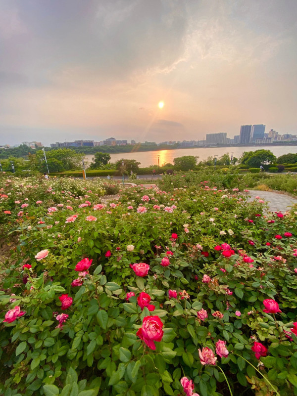深圳寶安區立新湖公園月季花海盛開！紅黃粉交織童話秘境免費入場 附地址交通 