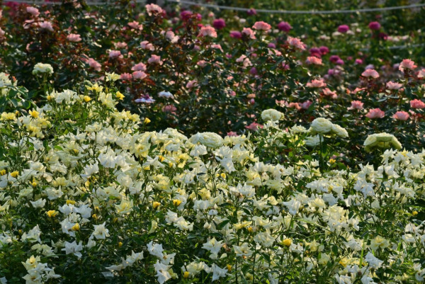 深圳寶安區立新湖公園月季花海盛開！紅黃粉交織童話秘境免費入場 附地址交通 