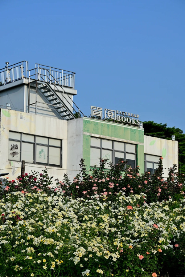 深圳寶安區立新湖公園月季花海盛開！紅黃粉交織童話秘境免費入場 附地址交通 