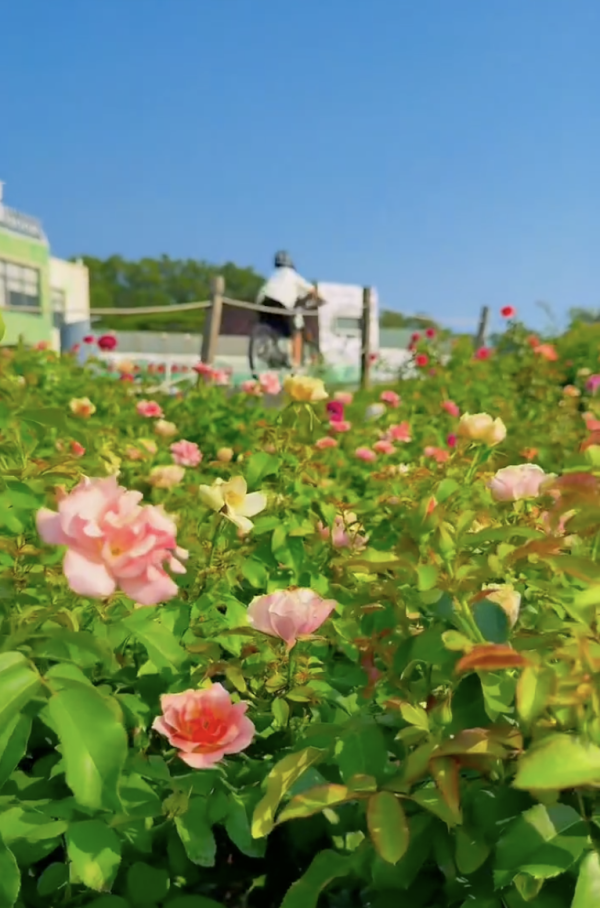 深圳寶安區立新湖公園月季花海盛開！紅黃粉交織童話秘境免費入場 附地址交通 