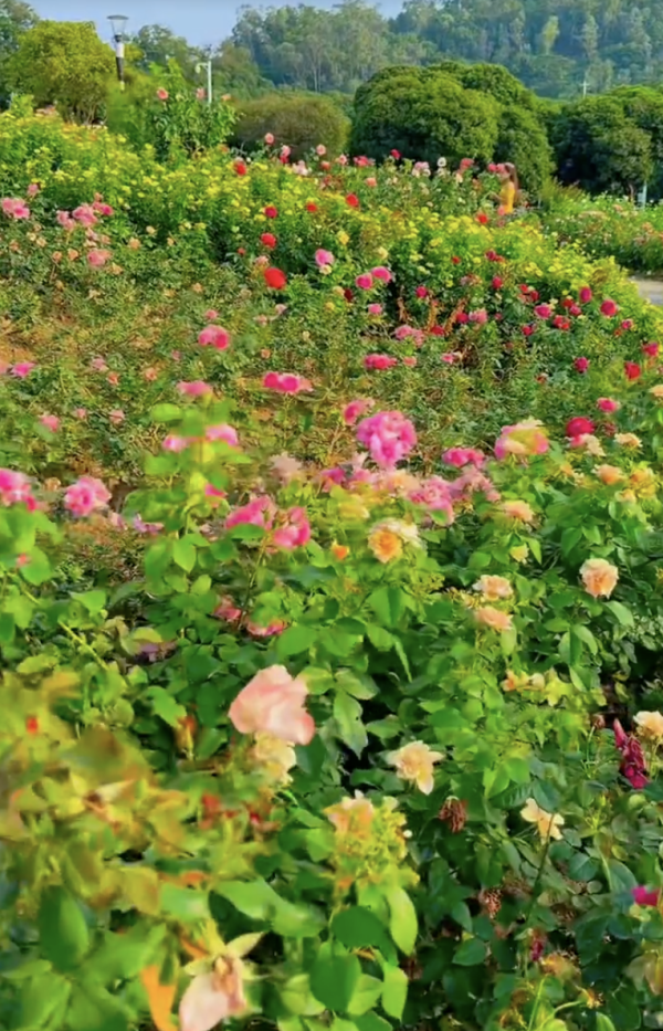 深圳寶安區立新湖公園月季花海盛開！紅黃粉交織童話秘境免費入場 附地址交通 